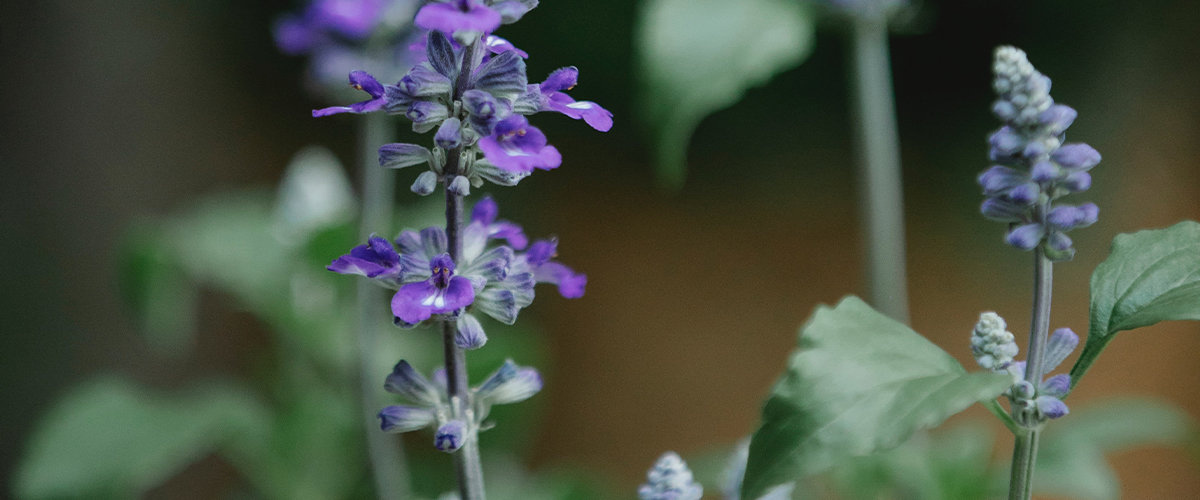 Salvia flowers