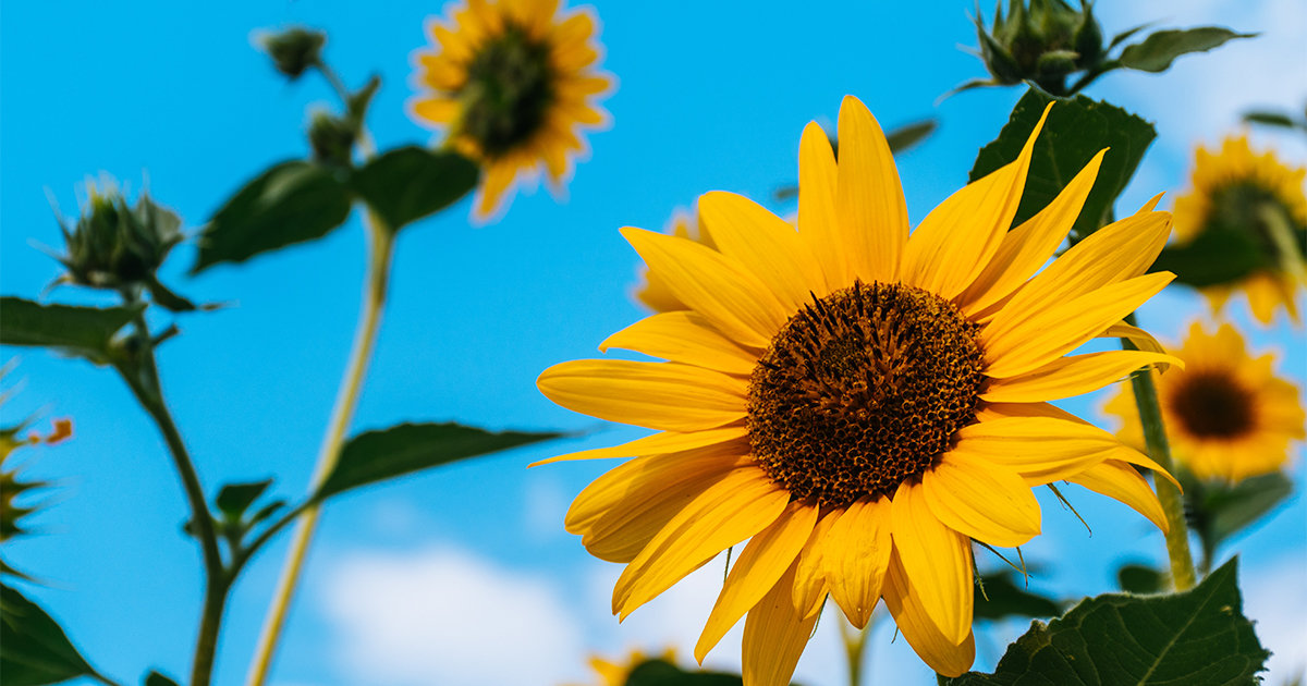 Sunflowers with blue skies